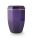 Kupferurne violett, Goldstreifen