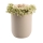 Urne Bl&uuml;te der Erinnerung Creme (Haupt Ahorn)
